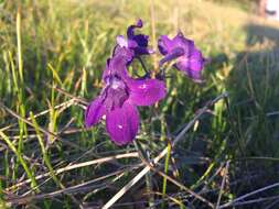 Delphinium menziesii DC.的圖片