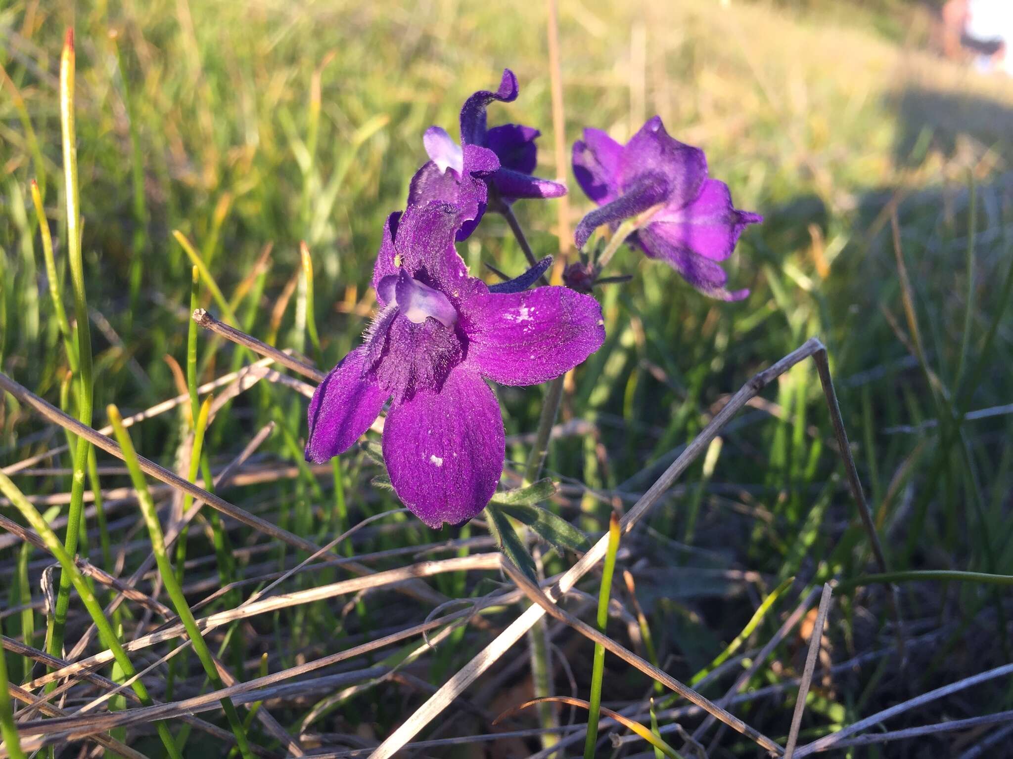 Delphinium menziesii DC.的圖片