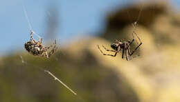 Image of Orbweaver