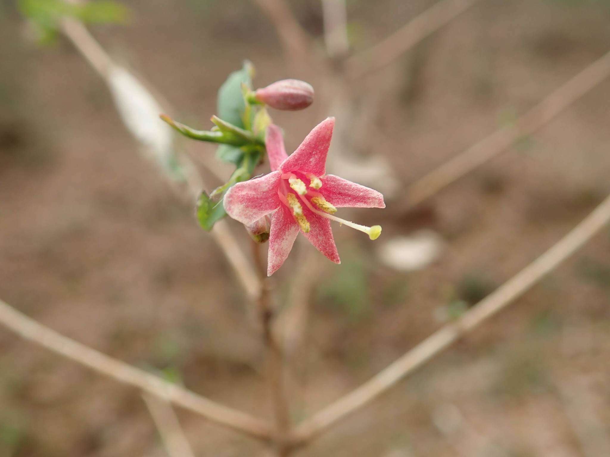 Lonicera gracilipes var. glabra Miq.的圖片