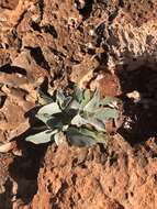 Image of Solanum lasiophyllum Dun.