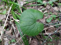 Image de Ranunculus cassubicus L.