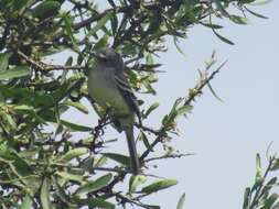 Image of White-crested Tyrannulet