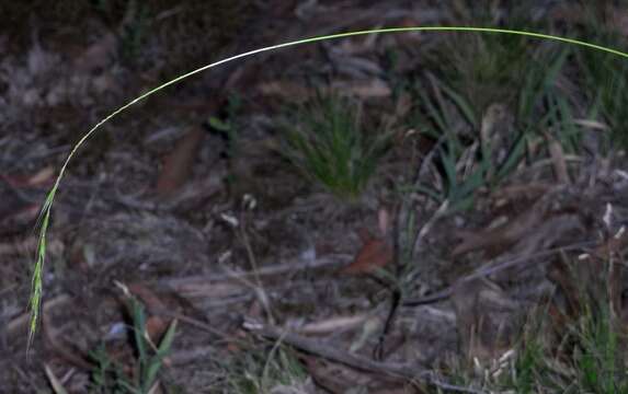 Image of Microlaena stipoides var. stipoides