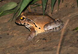 Image of Slender-fingered Bladder Frog