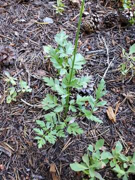 Image of Gray's licorice-root