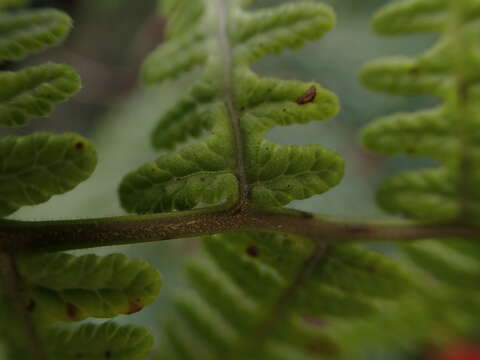 Слика од Phegopteris keraudreniana (Gaud.) Mann