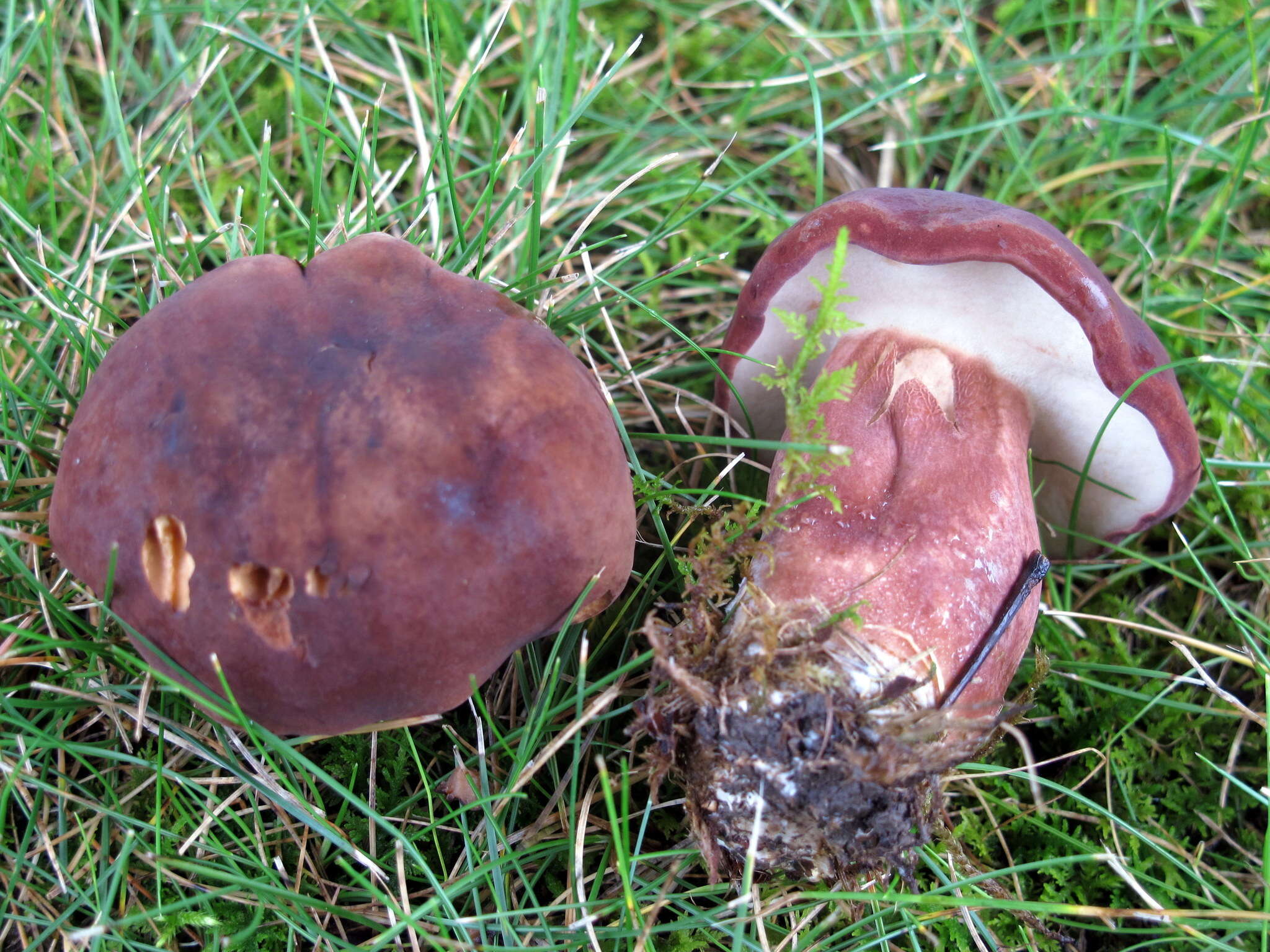 Imagem de Tylopilus badiceps (Peck) A. H. Sm. & Thiers 1971