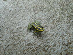Image of Zimmermann's Poison Frog