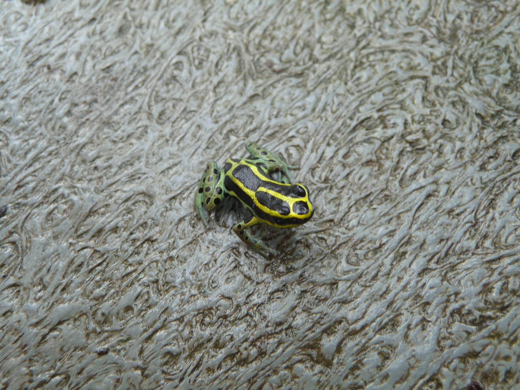 Image of Zimmermann's Poison Frog