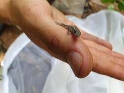 Image of Cameroon Dwarf Gecko