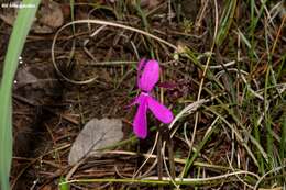 Pinguicula oblongiloba A. DC.的圖片