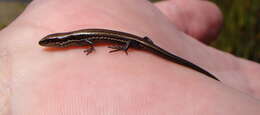 Image of Southern Skink