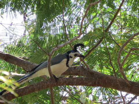 Image of Magpie-jay