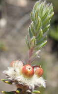 Image of Phylica propinqua Sond.