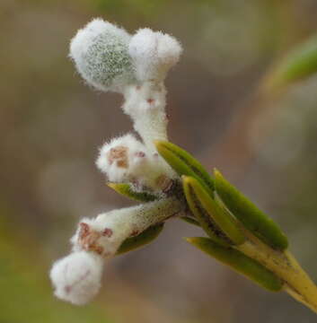 Image of Phylica rigidifolia Sond.