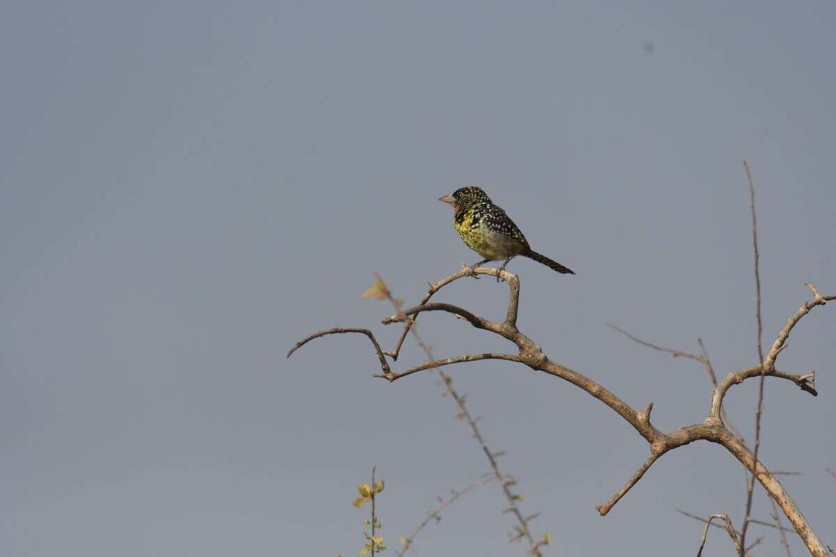 Image of D'Arnaud's Barbet