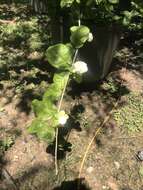 Image of Arabian jasmine