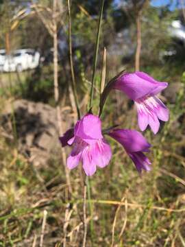 Image de Gladiolus carinatus subsp. carinatus