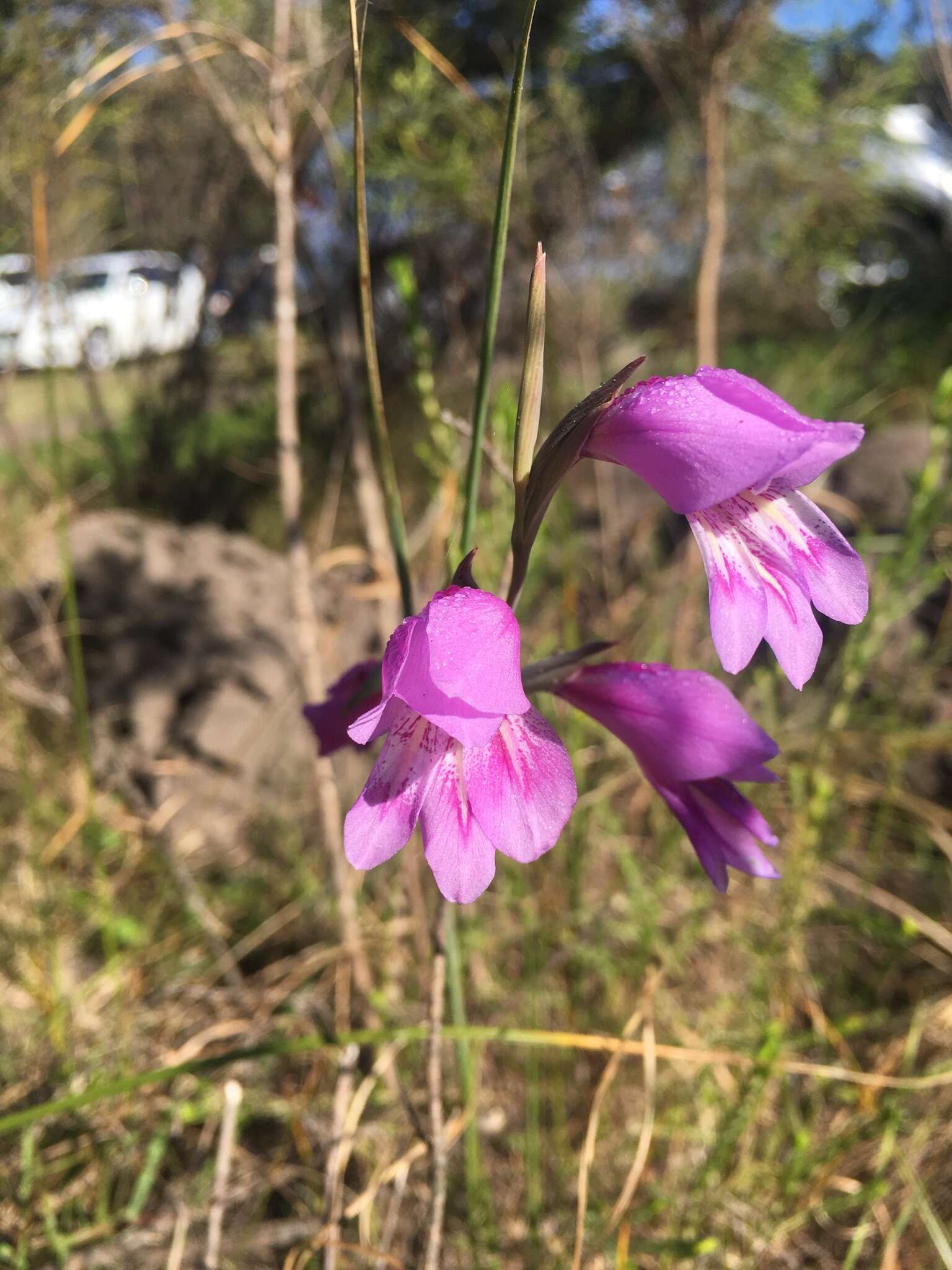 Image of Gladiolus carinatus subsp. carinatus