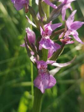 Image of Dactylorhiza praetermissa subsp. praetermissa