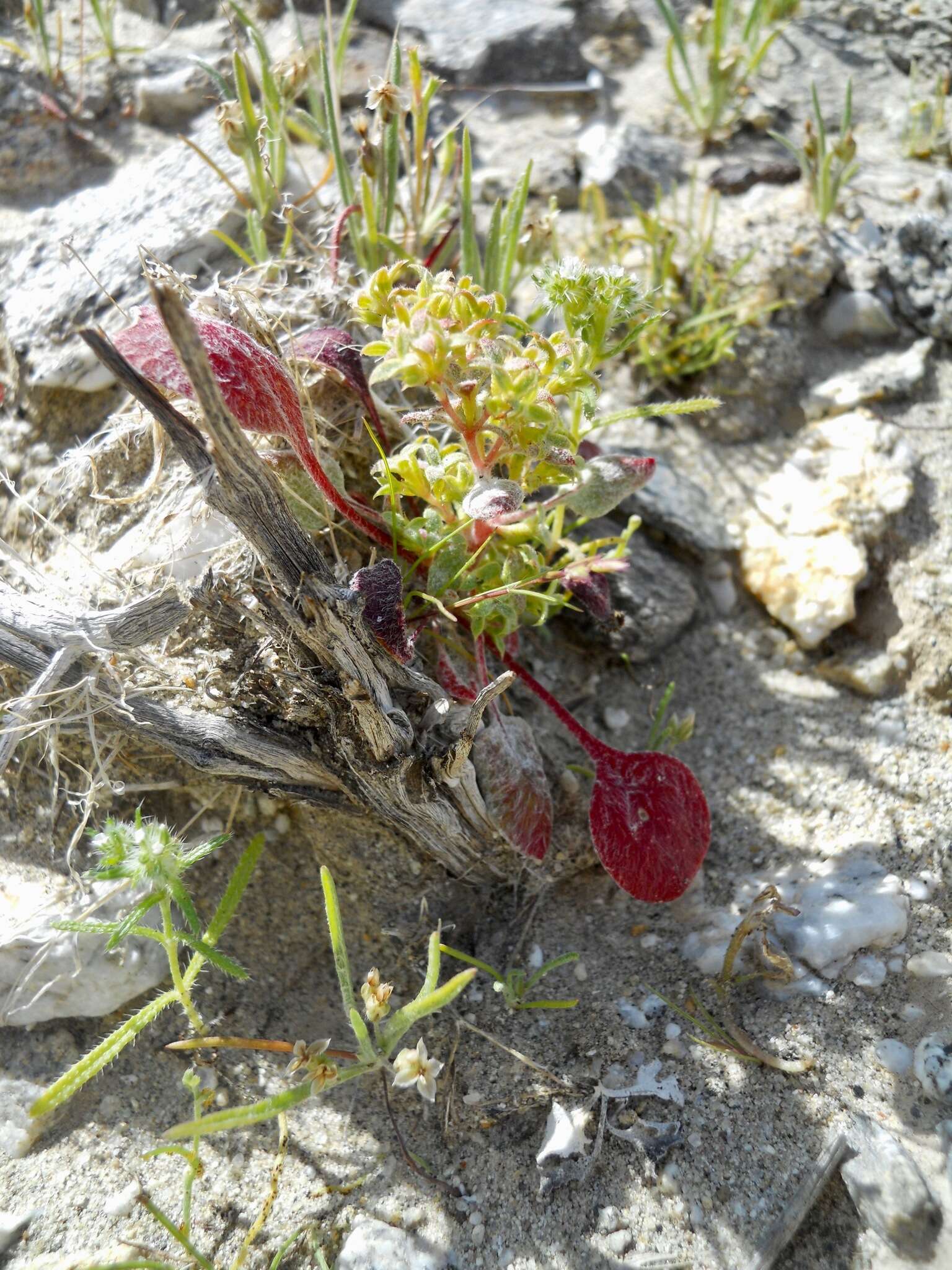 Image of wrinkled spineflower