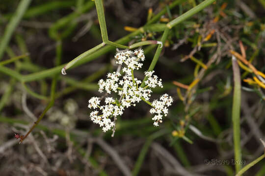 Imagem de Platysace compressa (Labill.) C. Norman