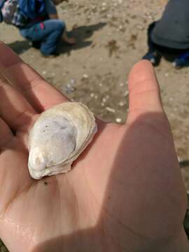 Image of Native oyster