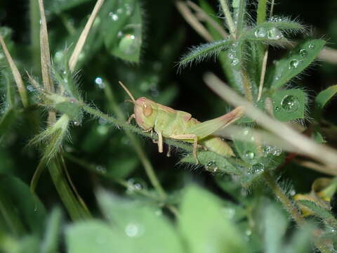 Image of Australian plague locust