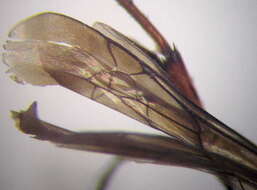 Image of Aporinellus sexmaculatus (Spinola 1805)