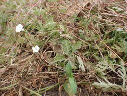 Слика од Ipomoea coptica (L.) Roth