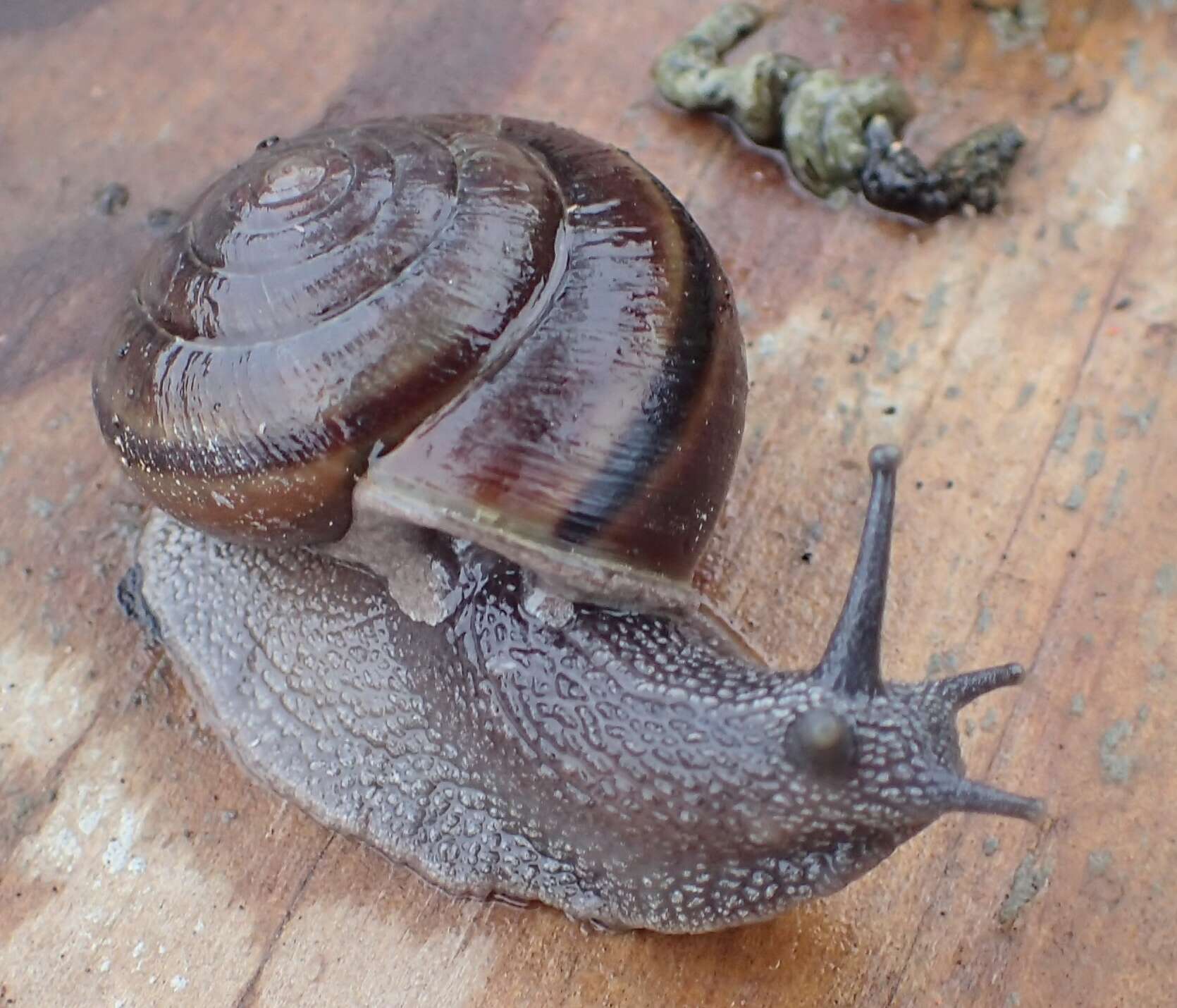 Image of <i>Helminthoglypta sequoicola consors</i> S. S. Berry 1938