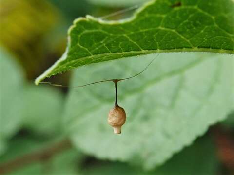 صورة Argyrodes antipodianus O. Pickard-Cambridge 1880