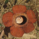 Imagem de Rafflesia keithii W. Meijer