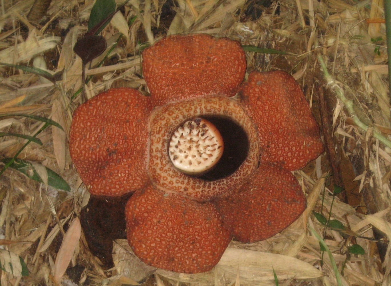 Image of Rafflesia keithii W. Meijer