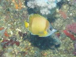 Image of Japanese Butterflyfish