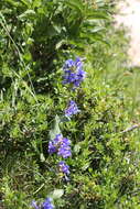 Imagem de Penstemon cyananthus Hook.