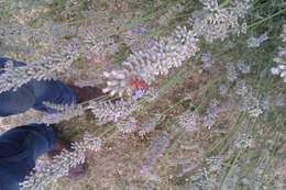 Image of black & red squash bug