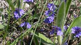 Image of Veronica capsellicarpa Dubovik