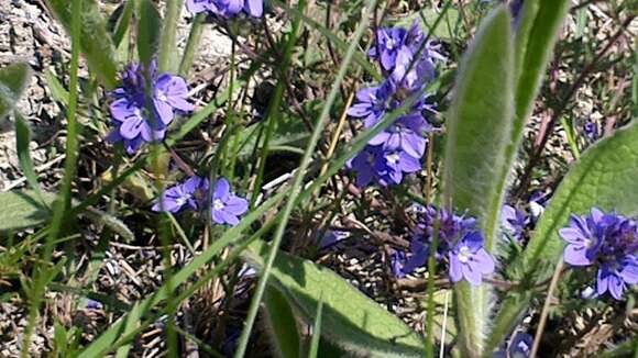 صورة Veronica capsellicarpa Dubovik