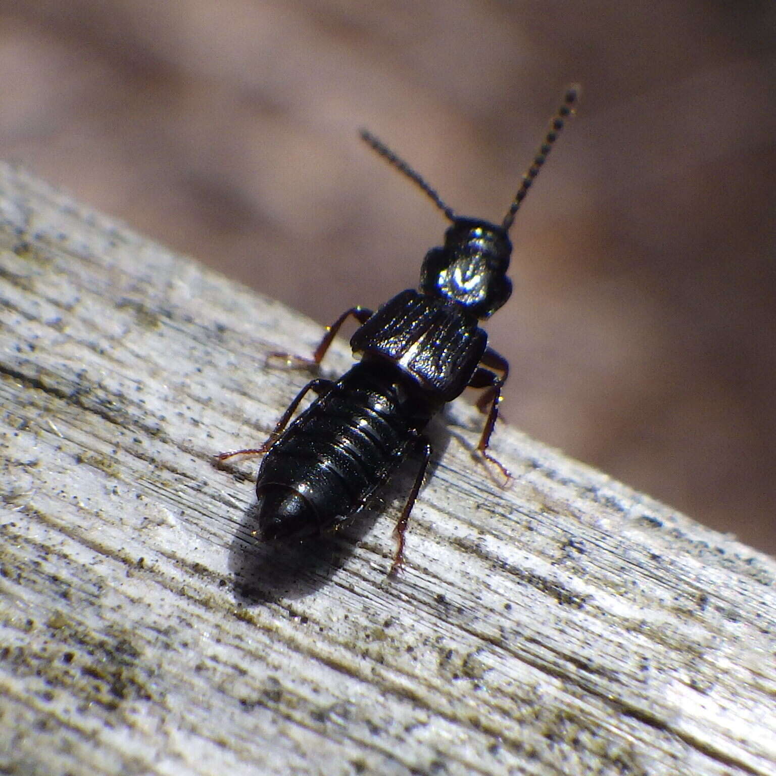 Imagem de Coprophilus (Coprophilus) striatulus (Fabricius 1792)