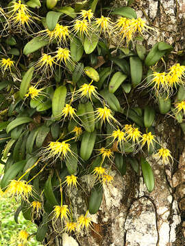 Imagem de Bulbophyllum vaginatum (Lindl.) Rchb. fil.