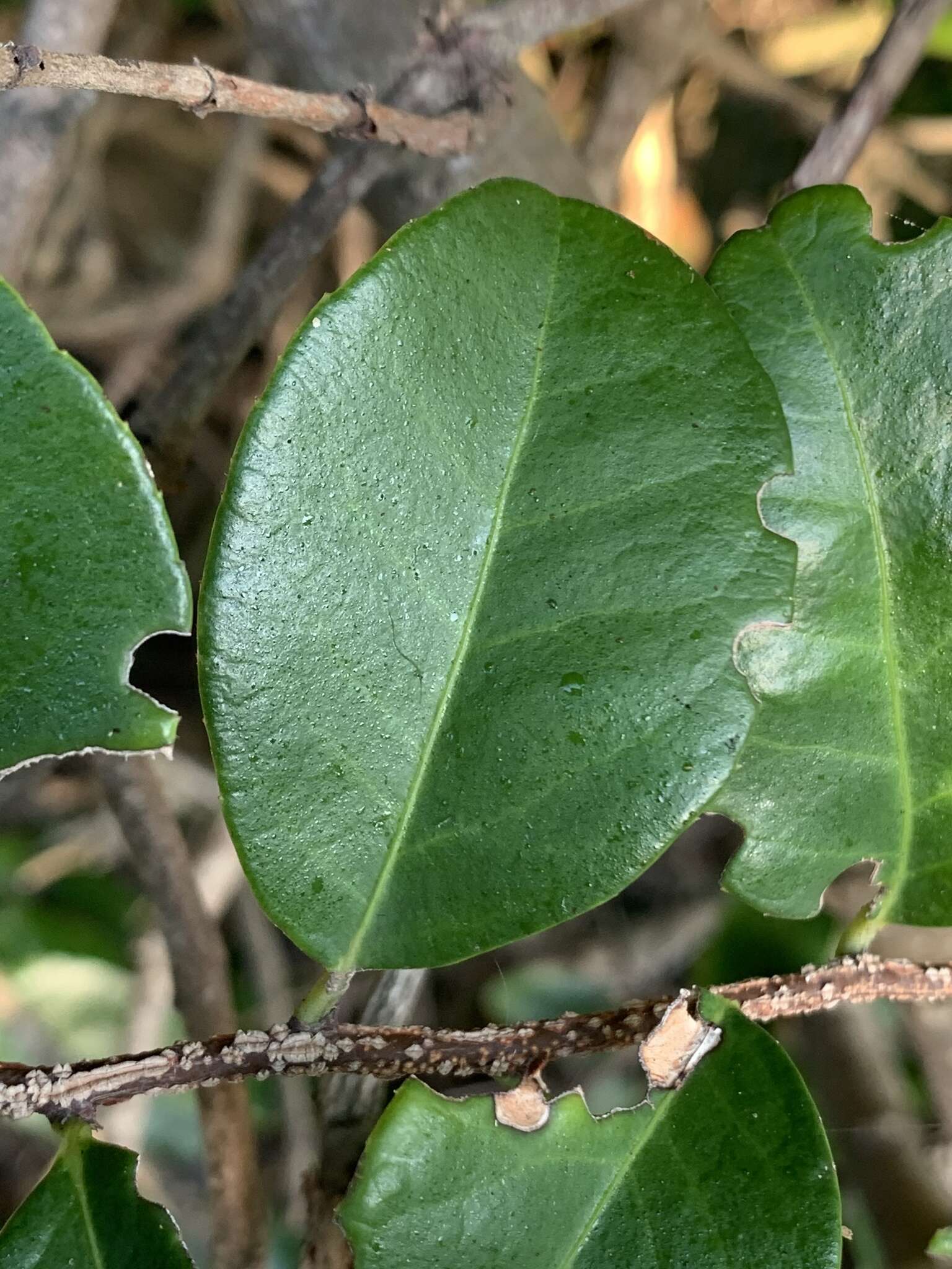 Putterlickia verrucosa (E. Mey. ex Sond.) Sim的圖片