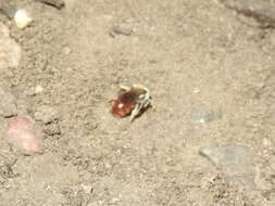 Image of Andrena erythrogaster (Ashmead 1890)