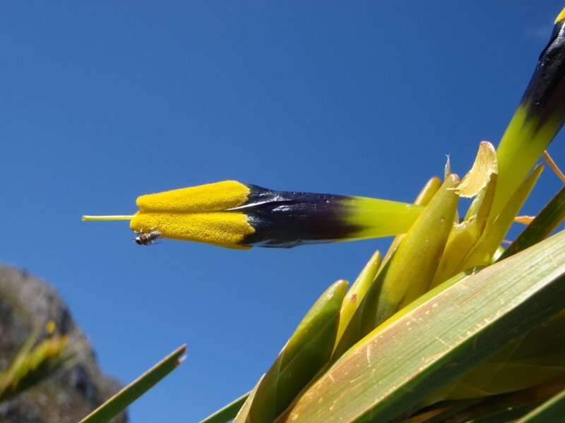 Image of Bokmakierie's tail