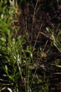 Image of Eragrostis amurensis Prob.