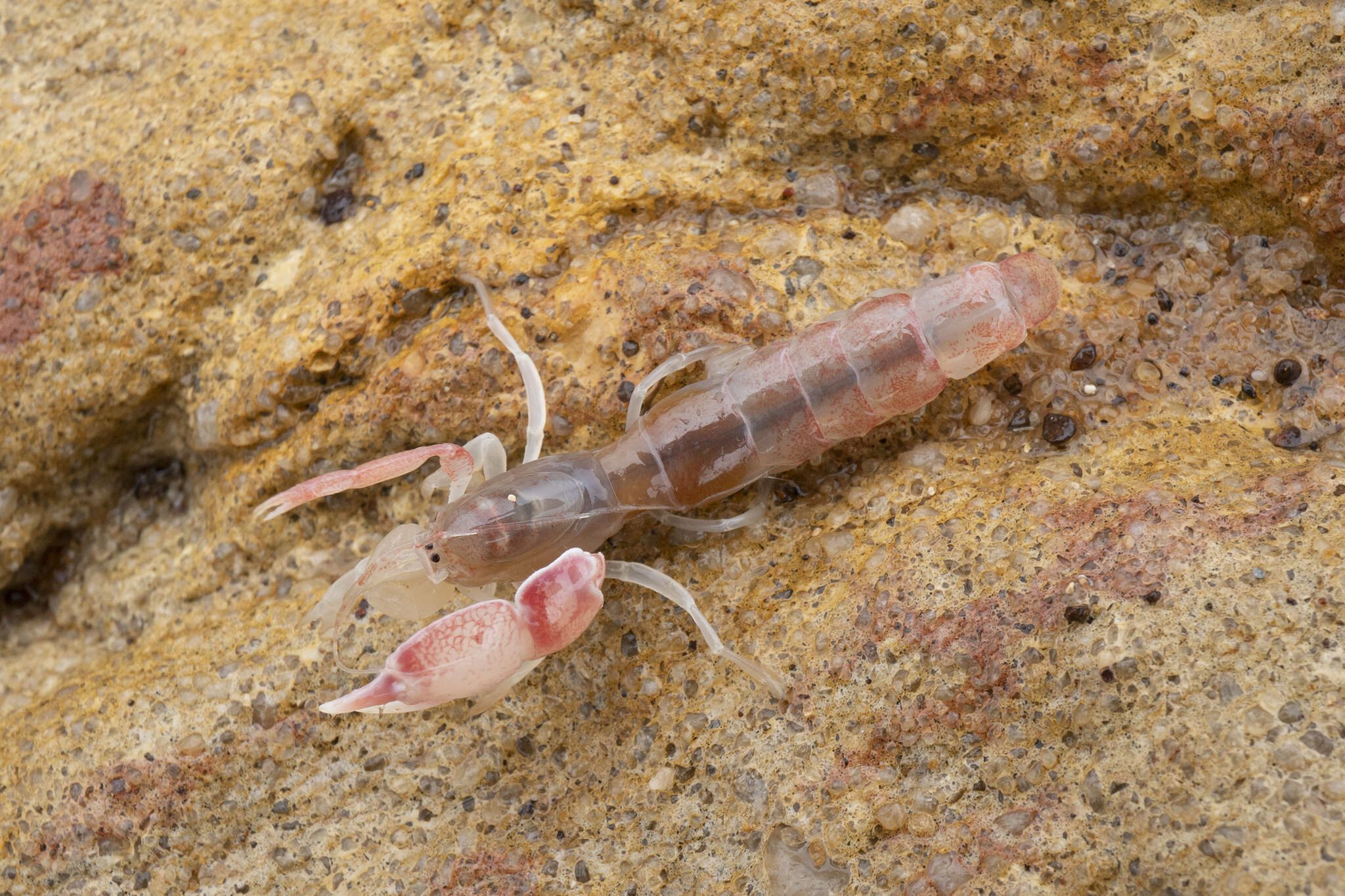 Image of Filhollianassa ceramica (Fulton & Grant 1906)