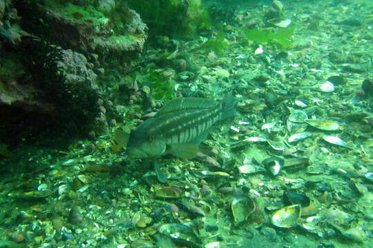 Image of Brazilian sandperch