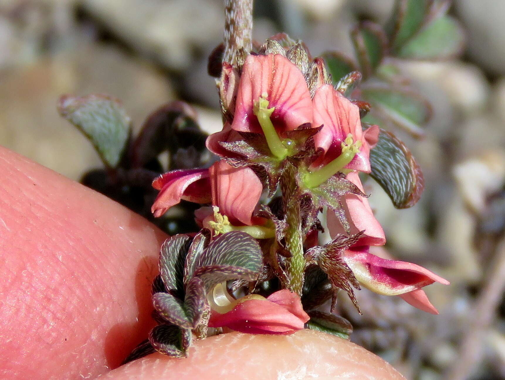 Plancia ëd Indigofera alternans DC.