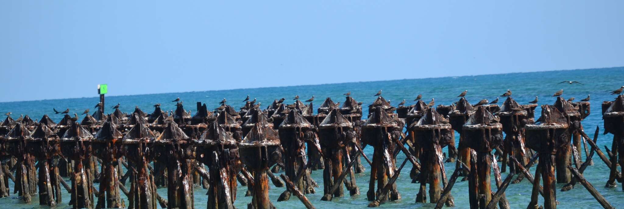 Image of Brown Noddy